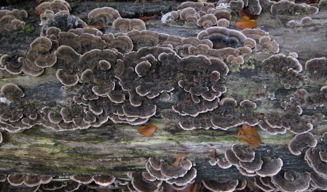 AI’s House of Cards