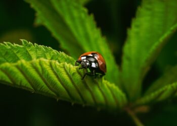 AI’s House of Cards