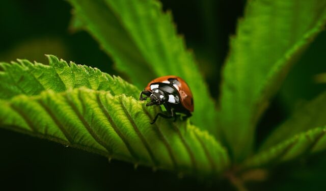 AI’s House of Cards