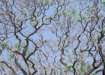 The True Meaning of Agentic AI