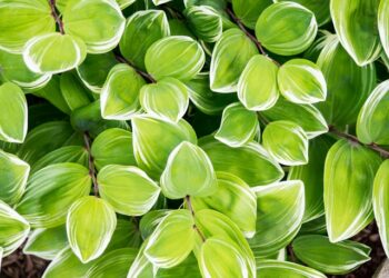 Why Large Models Contain Billions of Parameters