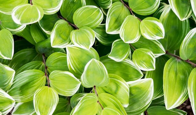 Why Large Models Contain Billions of Parameters