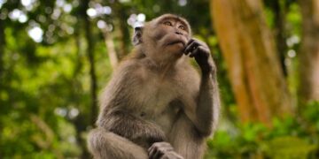 Structured Reasoning as Equilibrium