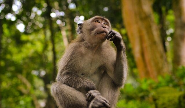 Structured Reasoning as Equilibrium