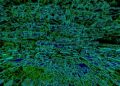Understanding Backpropagation, the Core Neural Network Algorithm