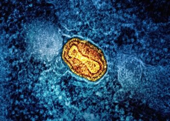 Why Neural Networks Are Metaphors, Not Neurons