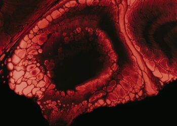 Why Neural Networks Are Metaphors, Not Neurons