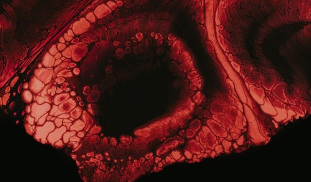 Why Neural Networks Are Metaphors, Not Neurons