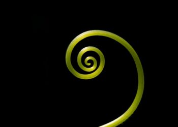 How Diffusion Models Work