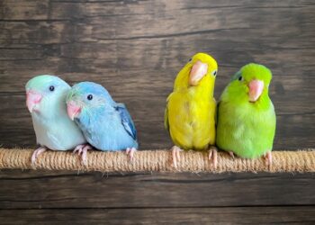 Clustering: The Mathematics of Proximity