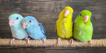 Clustering: The Mathematics of Proximity