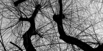 The True Meaning of Agentic AI